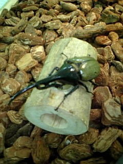 Photo_2