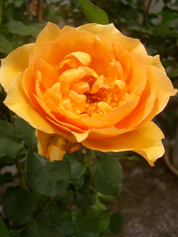 Cimg1253_2
