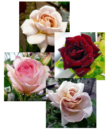 Rose_3