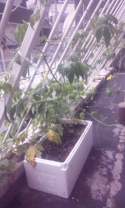 Photo_6