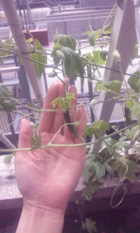 Photo_7